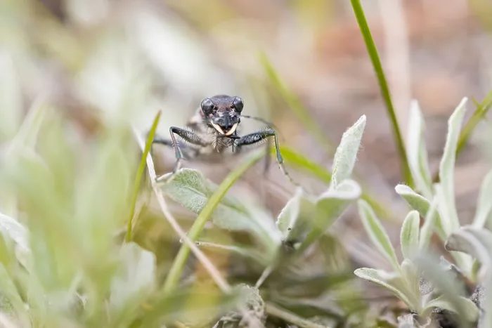 Gerahmter Druck : Marco ist ein Insektbild. Gerahmter Druck : Marco ist ein Insektbild.