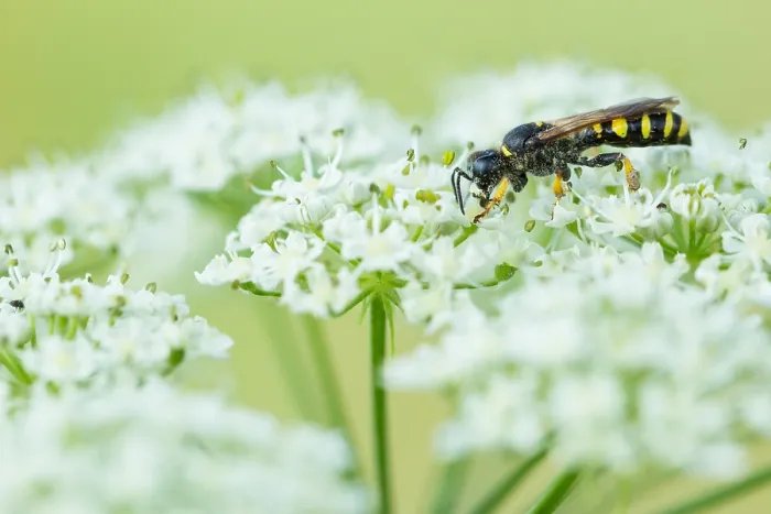 Gerahmter Druck : Marco ist ein Bild eines Insekts. Gerahmter Druck : Marco ist ein Bild eines Insekts.