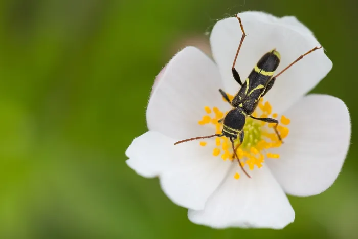 Gerahmter Druck : Marco ist ein Insektbild. Gerahmter Druck : Marco ist ein Insektbild.
