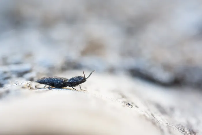 Gerahmter Druck : Marco-Bild eines Insekts Gerahmter Druck : Marco-Bild eines Insekts
