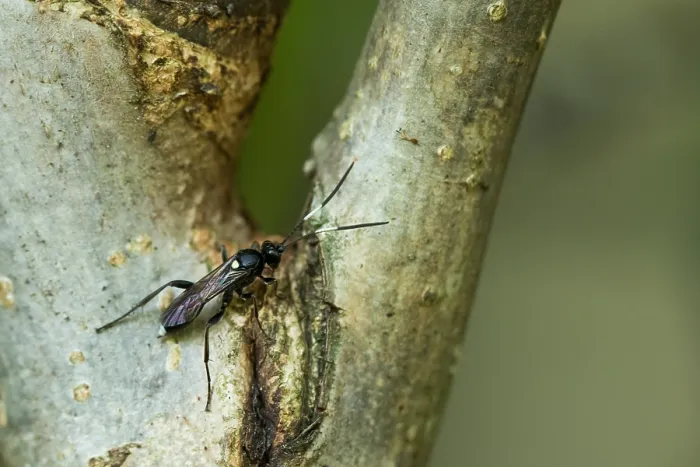 Gerahmter Druck : Marco ist ein Insektengesicht. Gerahmter Druck : Marco ist ein Insektengesicht.