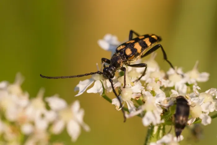 Gerahmter Druck : Marco ist ein Insektbild. Gerahmter Druck : Marco ist ein Insektbild.