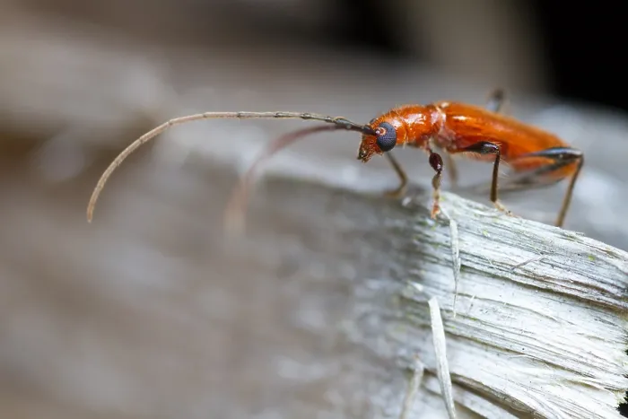 Gerahmter Druck : Marco ist ein Bild eines Insekts. Gerahmter Druck : Marco ist ein Bild eines Insekts.