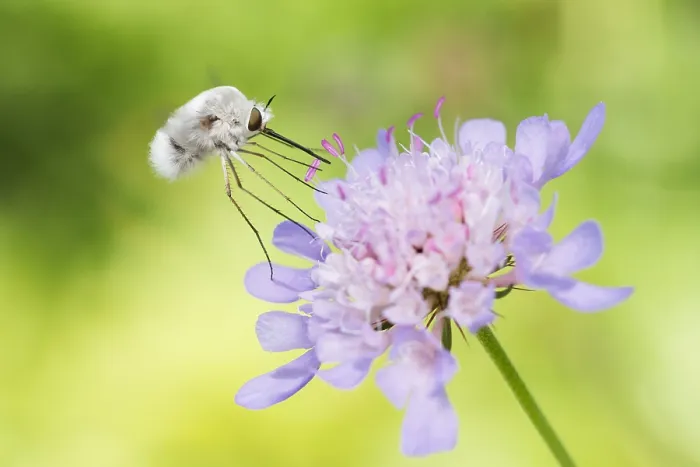 Gerahmter Druck : Marco ist ein Bild eines Insekts. Gerahmter Druck : Marco ist ein Bild eines Insekts.