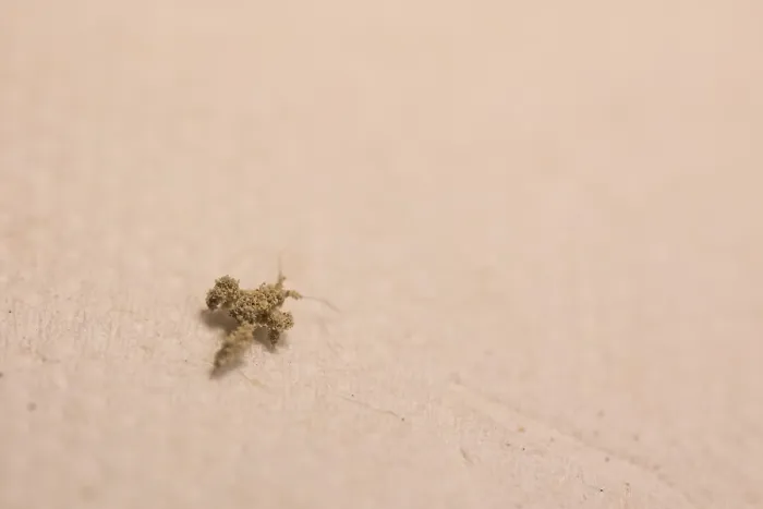 Gerahmter Druck : Marco ist ein Bild eines Insekts. Gerahmter Druck : Marco ist ein Bild eines Insekts.