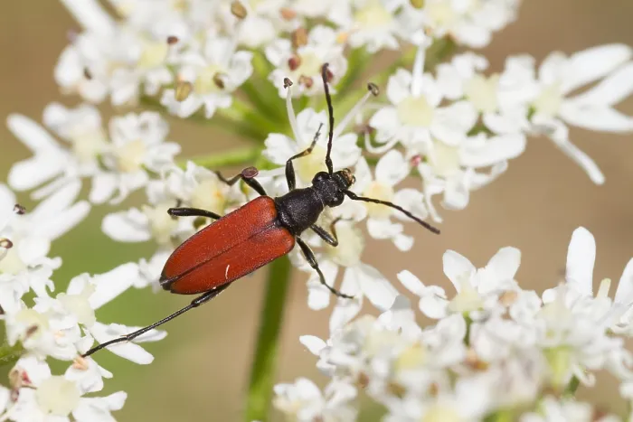 Gerahmter Druck : Marco ist ein Insektbild. Gerahmter Druck : Marco ist ein Insektbild.