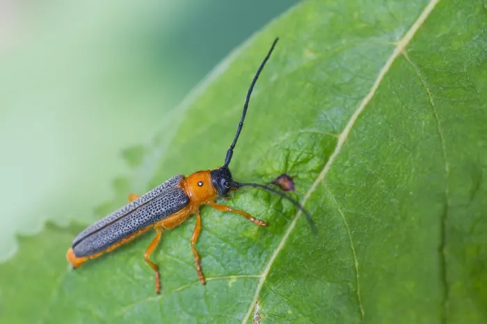 Gerahmter Druck : Marco ist ein Bild eines Insekts. Gerahmter Druck : Marco ist ein Bild eines Insekts.