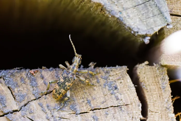 Gerahmter Druck : Marco ist ein Insektenbild.