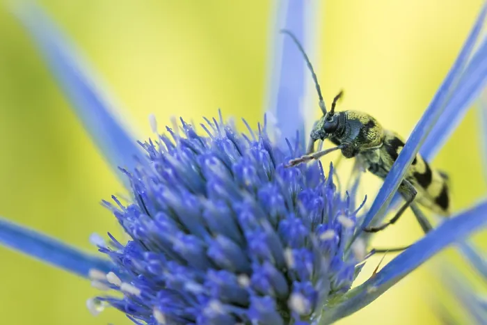 Gerahmter Druck : Marco ist ein Insektbild. Gerahmter Druck : Marco ist ein Insektbild.