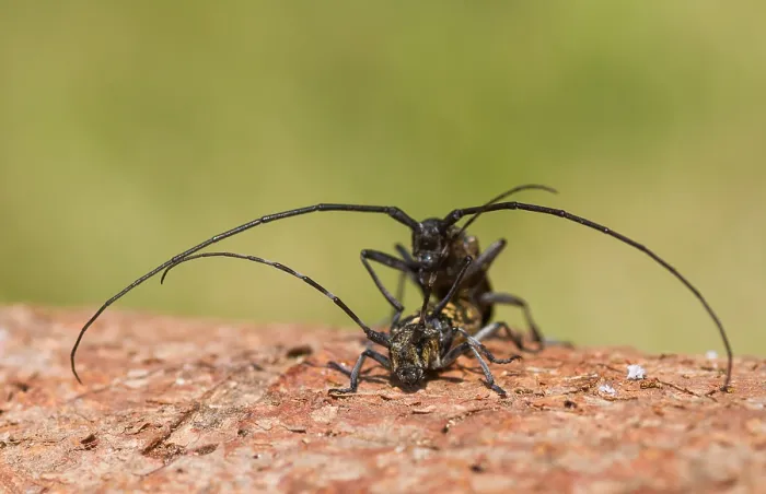 Gerahmter Druck : Marco ist ein Bild eines Insekts.