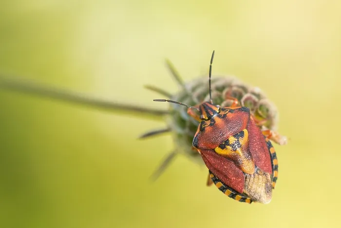 Gerahmter Druck : Marco-Bild eines Insekts. Gerahmter Druck : Marco-Bild eines Insekts.