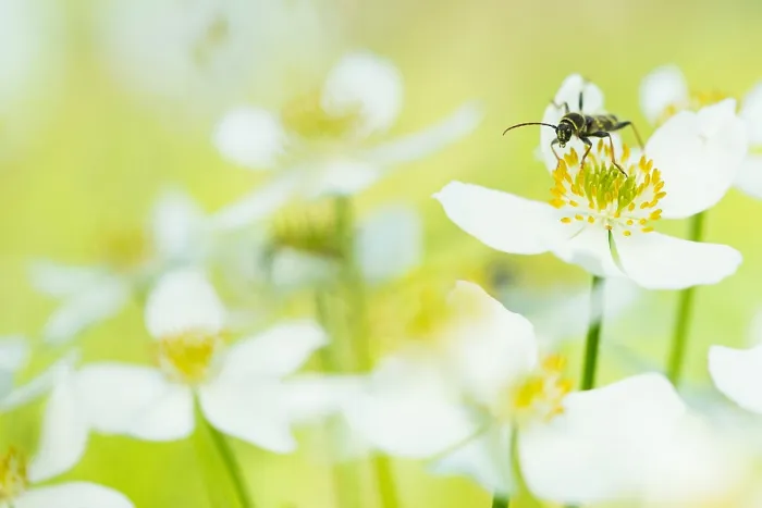 Gerahmter Druck : Marco ist ein Insektbild. Gerahmter Druck : Marco ist ein Insektbild.