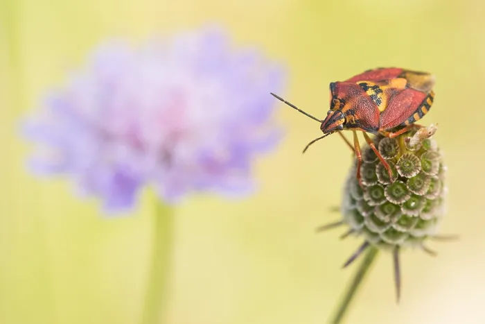 Gerahmter Druck : Marco ist ein Bild eines Insekts. Gerahmter Druck : Marco ist ein Bild eines Insekts.