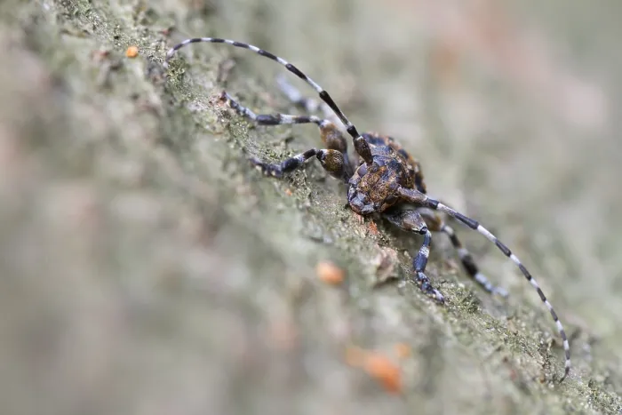 Gerahmter Druck : Marco ist ein Bild eines Insekts. Gerahmter Druck : Marco ist ein Bild eines Insekts.