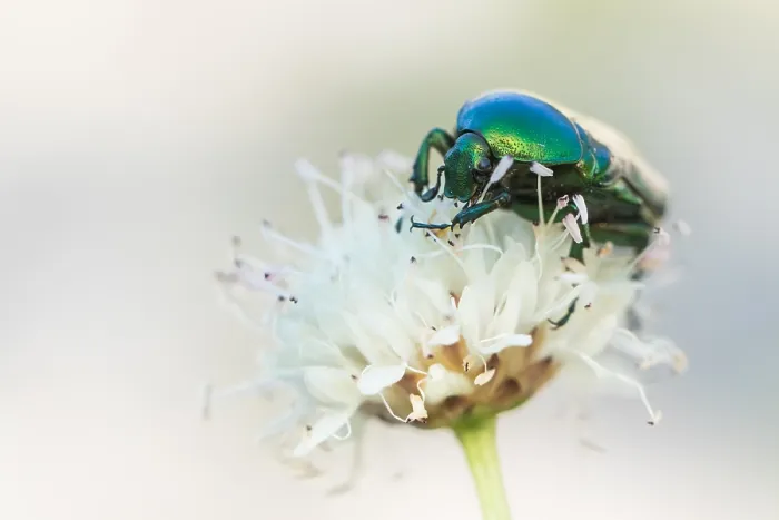 Gerahmter Druck : Marco ist ein Insektenbild. Gerahmter Druck : Marco ist ein Insektenbild.