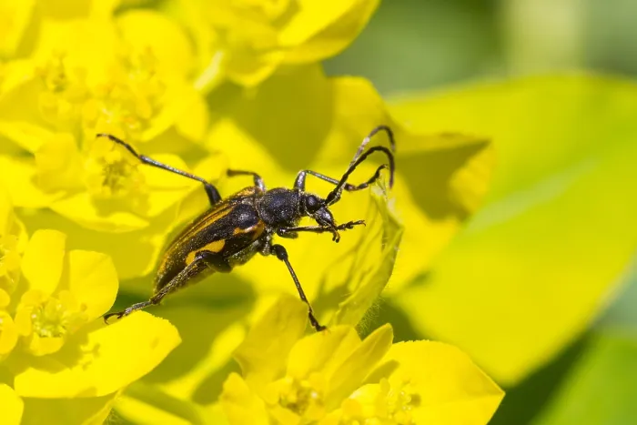 Gerahmter Druck : Marco ist ein Bild eines Insekts. Gerahmter Druck : Marco ist ein Bild eines Insekts.