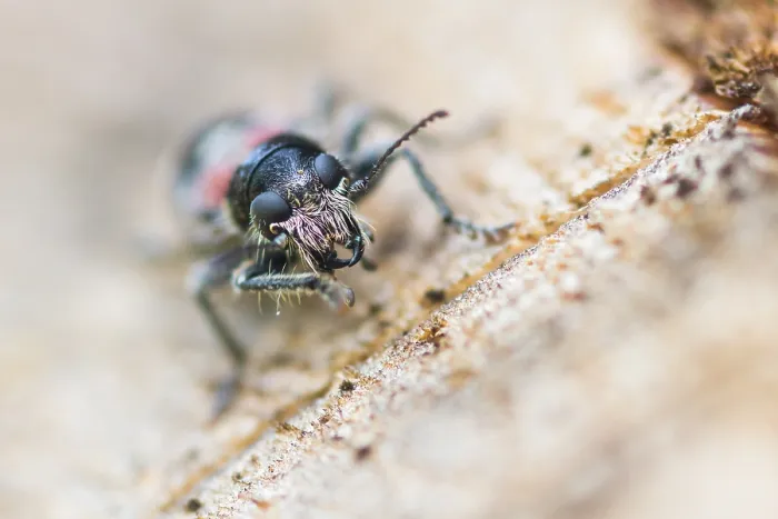Gerahmter Druck : Marco-Bild eines Insekts