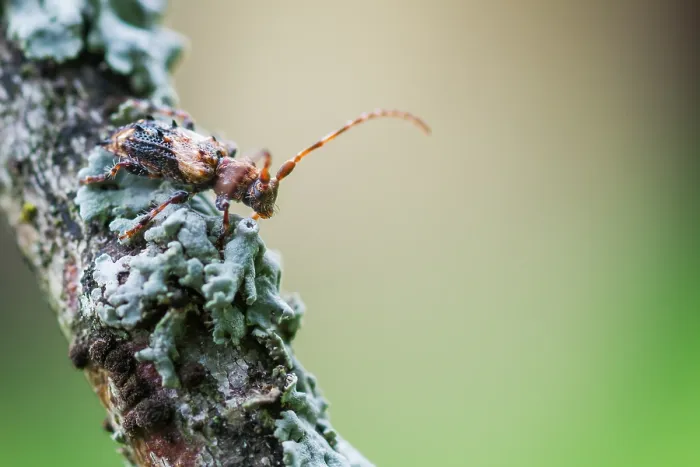 Gerahmter Druck : Marco ist Bild eines Insekts. Gerahmter Druck : Marco ist Bild eines Insekts.