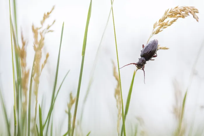 Gerahmter Druck : Marco ist ein Bild eines Insekts.