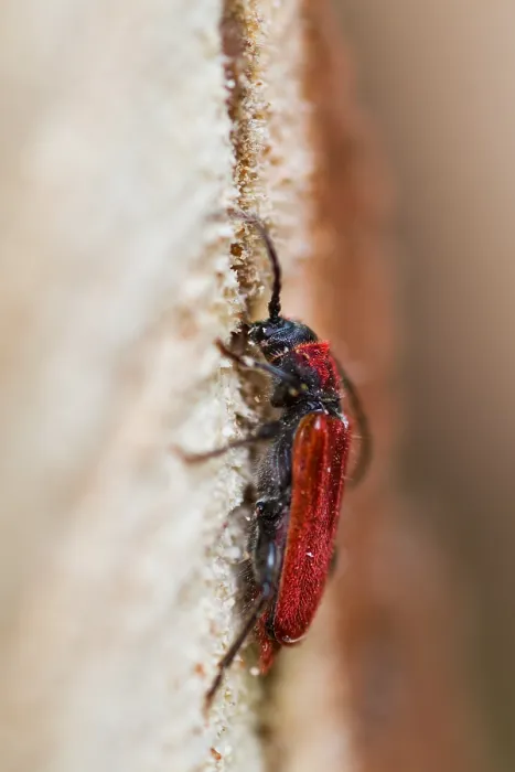 Gerahmter Druck : Marco-Bild eines Insekts. Gerahmter Druck : Marco-Bild eines Insekts.