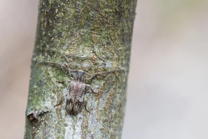 Gerahmter Druck : Marco ist ein Bild eines Insekts. Gerahmter Druck : Marco ist ein Bild eines Insekts.