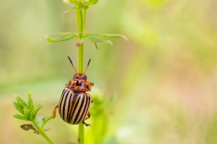 Gerahmter Druck : Marco ist ein Bild eines Insekts. Gerahmter Druck : Marco ist ein Bild eines Insekts.