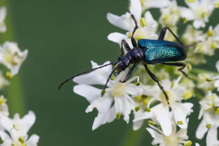 Gerahmter Druck : Marco ist ein Bild eines Insekts. Gerahmter Druck : Marco ist ein Bild eines Insekts.