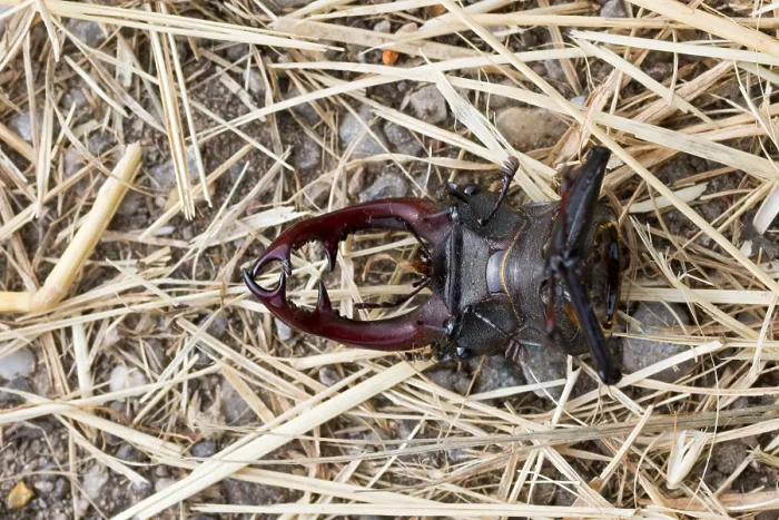 Gerahmter Druck : Marco ist ein Insektbild. Gerahmter Druck : Marco ist ein Insektbild.