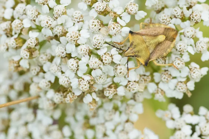 Gerahmter Druck : Marco ist ein Insektenbild. Gerahmter Druck : Marco ist ein Insektenbild.