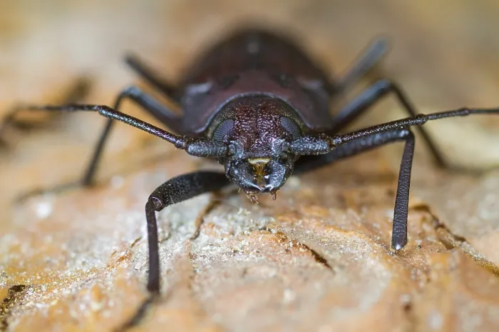 Gerahmter Druck : Marco ist ein Bild eines Insekts. Gerahmter Druck : Marco ist ein Bild eines Insekts.