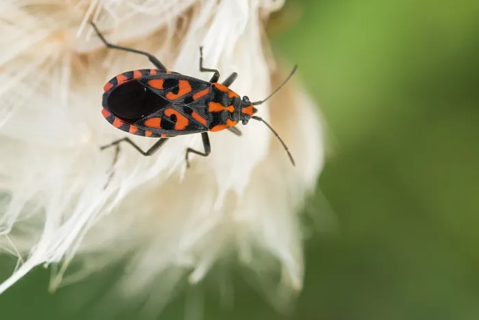 Gerahmter Druck : Marco ist ein Insektbild. Gerahmter Druck : Marco ist ein Insektbild.