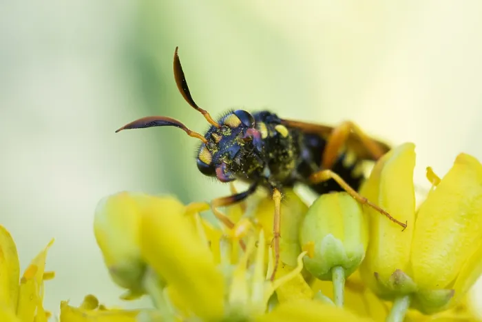 Gerahmter Druck : Marco ist ein Insektbild. Gerahmter Druck : Marco ist ein Insektbild.