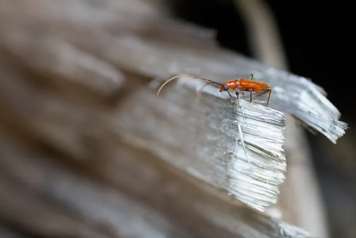 Gerahmter Druck : Marco-Bild eines Insekts Gerahmter Druck : Marco-Bild eines Insekts