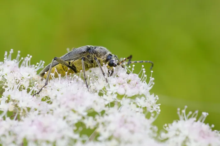 Gerahmter Druck : Marco ist ein Bild eines Insekts. Gerahmter Druck : Marco ist ein Bild eines Insekts.