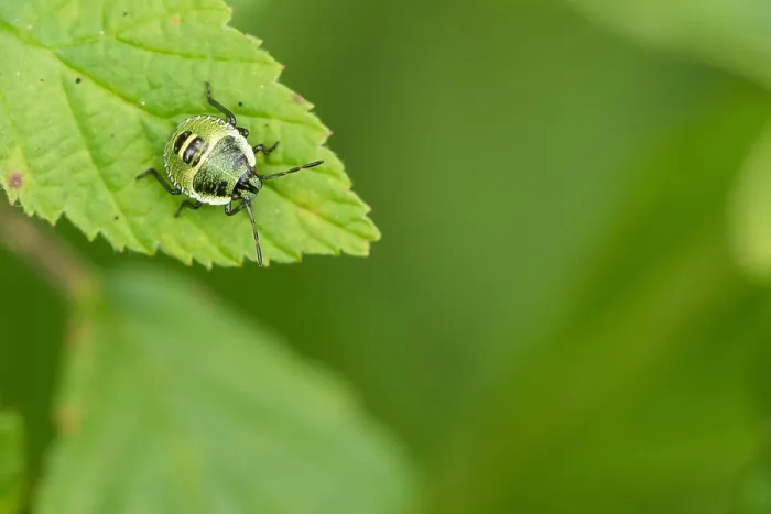 Gerahmter Druck : Marco-Bild eines Insekts. Gerahmter Druck : Marco-Bild eines Insekts.