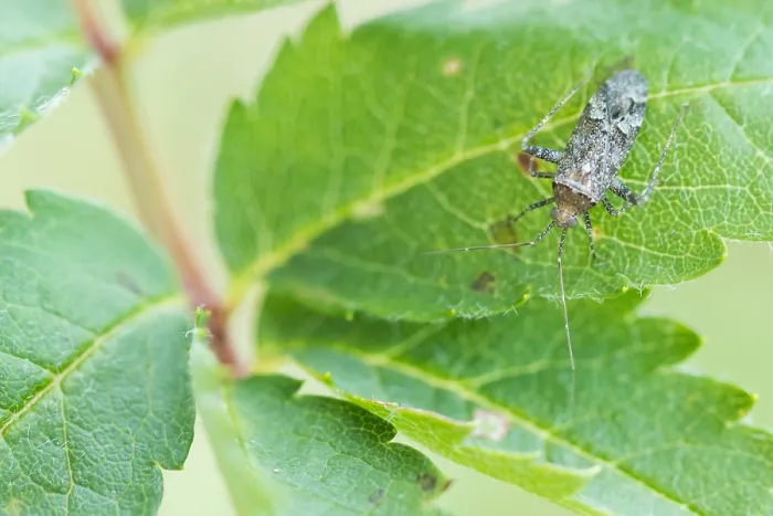Gerahmter Druck : Marco ist ein Insektbild.