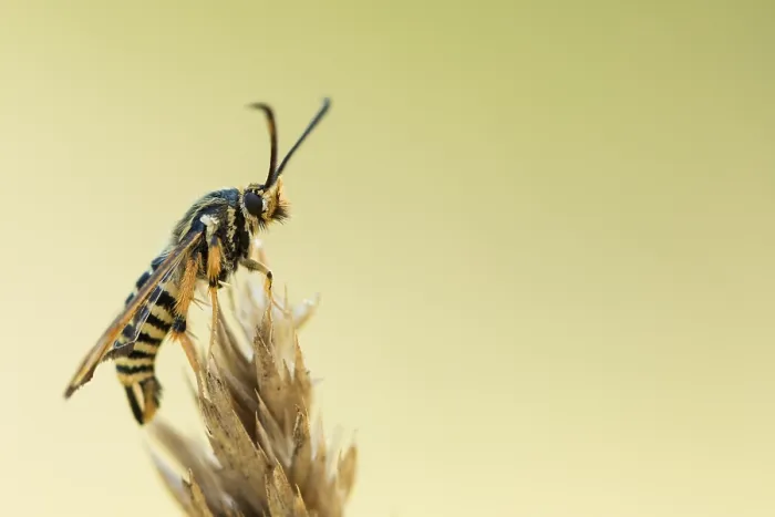 Gerahmter Druck : Marco ist ein Bild eines Insekts. Gerahmter Druck : Marco ist ein Bild eines Insekts.