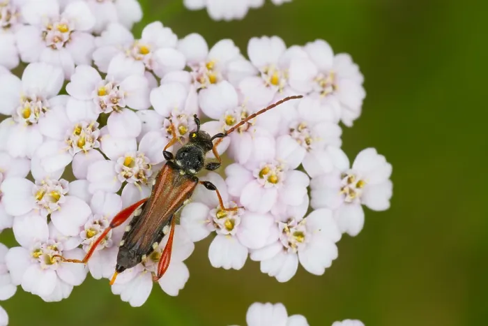 Gerahmter Druck : Marco ist ein Insektbild. Gerahmter Druck : Marco ist ein Insektbild.