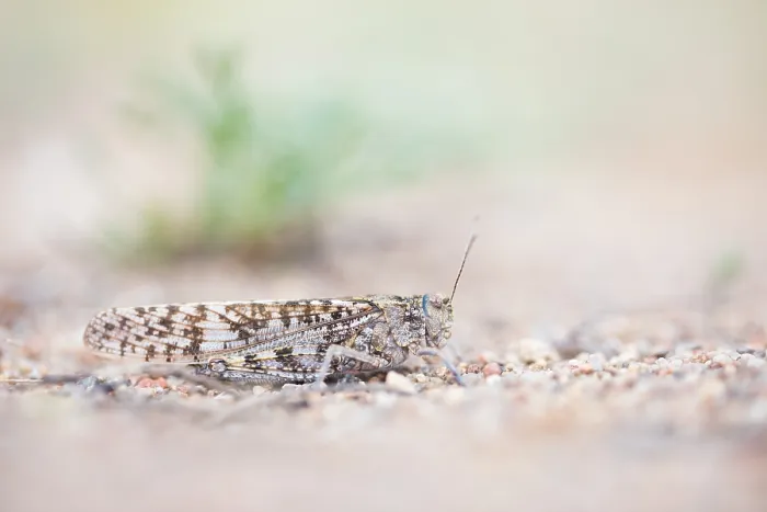 Gerahmter Druck : Marco-Bild eines Insekts. Gerahmter Druck : Marco-Bild eines Insekts.