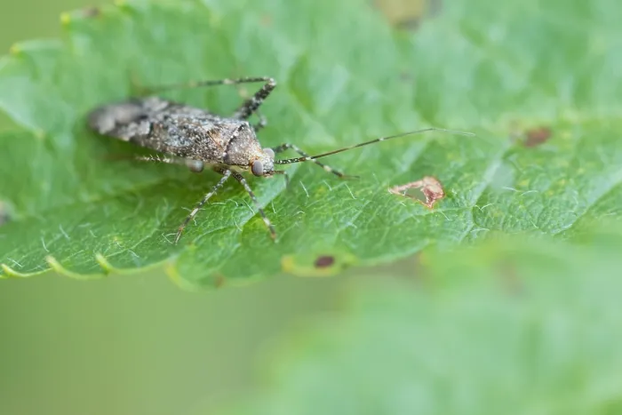 Gerahmter Druck : Marco ist ein Insektenbild. Gerahmter Druck : Marco ist ein Insektenbild.