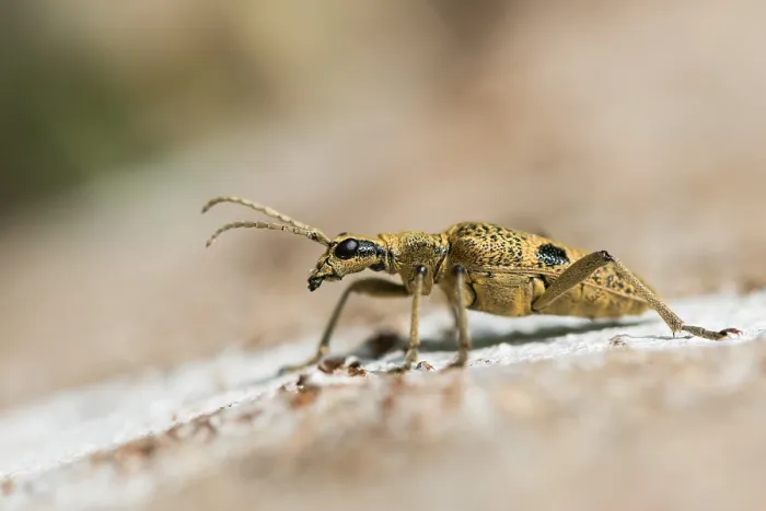 Gerahmter Druck : Marco-Bild eines Insekts Gerahmter Druck : Marco-Bild eines Insekts