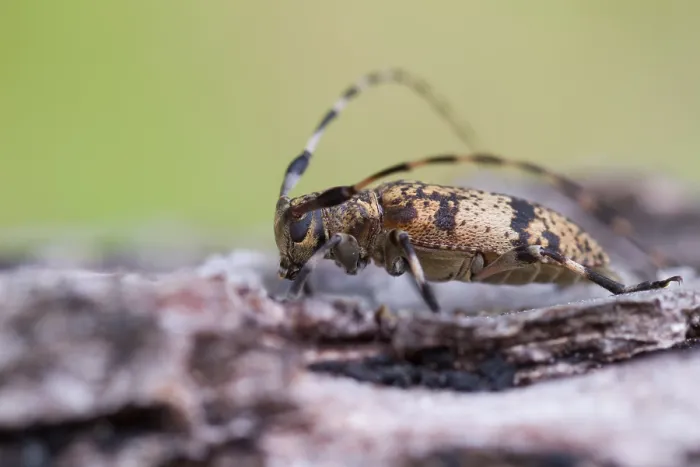Gerahmter Druck : Marco ist ein Bild eines Insekts. Gerahmter Druck : Marco ist ein Bild eines Insekts.