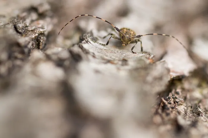 Gerahmter Druck : Marco ist ein Insektenbild. Gerahmter Druck : Marco ist ein Insektenbild.