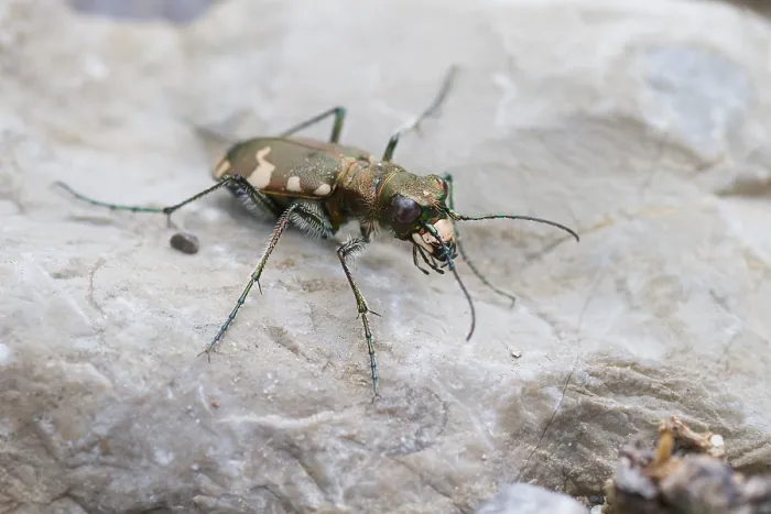 Gerahmter Druck : Marco-Bild eines Insekts. Gerahmter Druck : Marco-Bild eines Insekts.