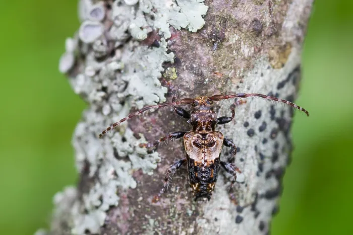 Gerahmter Druck : Marco ist ein Insektengesicht. Gerahmter Druck : Marco ist ein Insektengesicht.