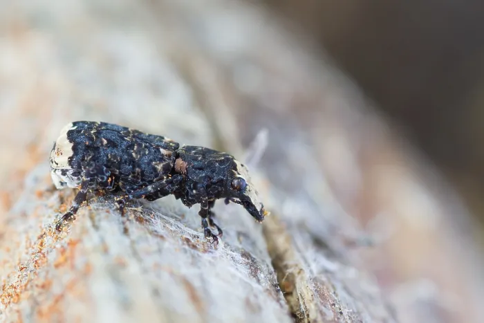 Gerahmter Druck : Marco-Bild eines Insekts. Gerahmter Druck : Marco-Bild eines Insekts.