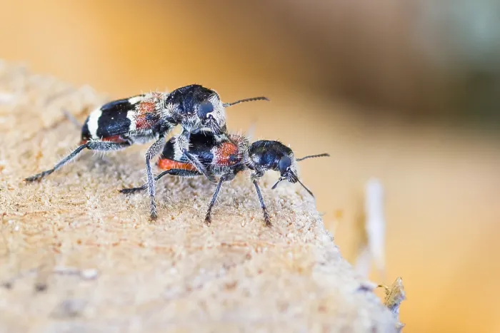 Gerahmter Druck : Marco ist ein Insektbild.