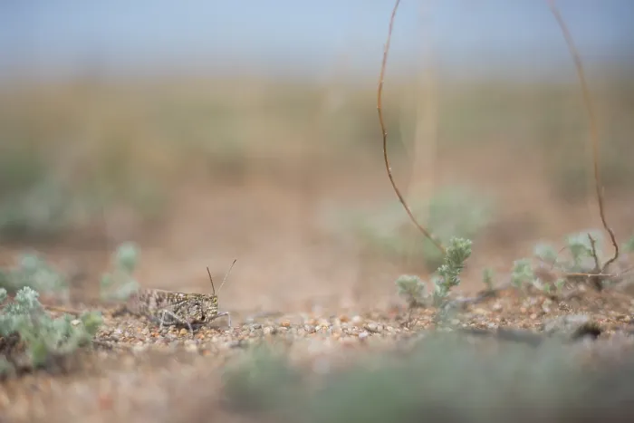 Gerahmter Druck : Marco ist ein Insektengemälde. Gerahmter Druck : Marco ist ein Insektengemälde.
