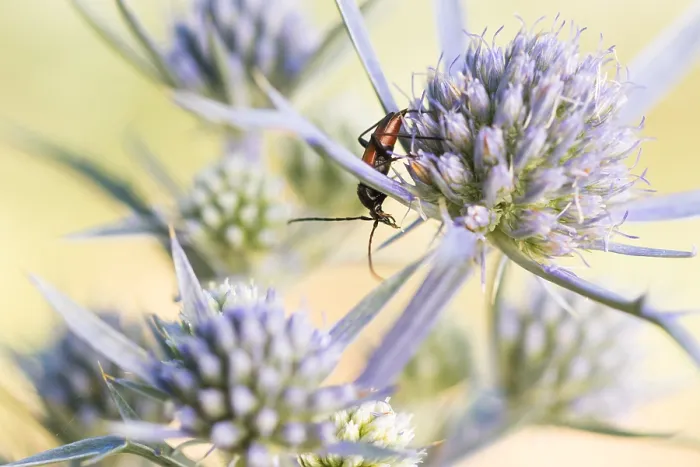 Gerahmter Druck : Marco-Bild eines Insekts Gerahmter Druck : Marco-Bild eines Insekts