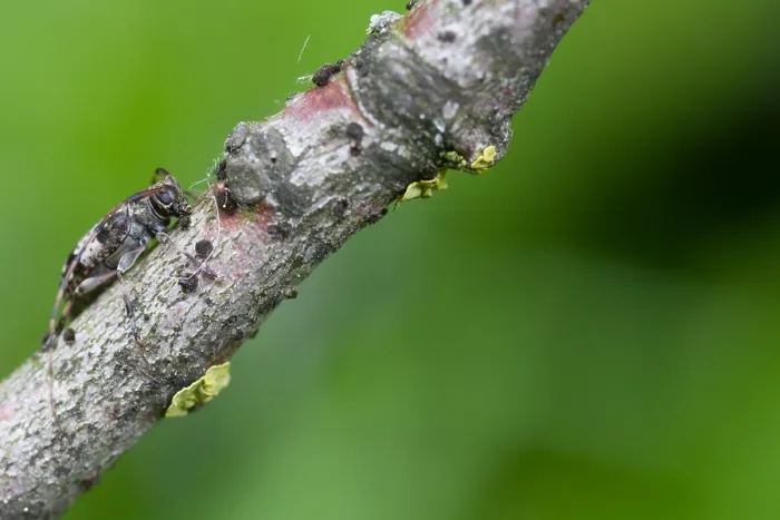 Gerahmter Druck : Marco ist ein Bild eines Insekts. Gerahmter Druck : Marco ist ein Bild eines Insekts.